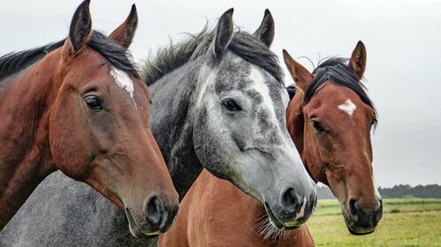 Concours de chevaux