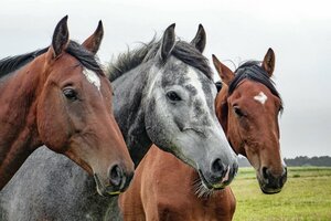 Concours de chevaux